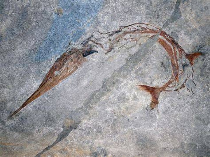 240-million-year-old 'Chinese Dragon' fossil revealed by scientists