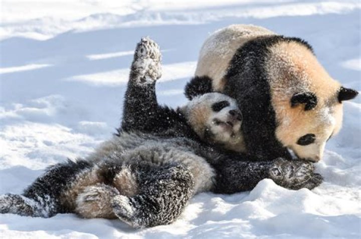 Atlanta is the only place in US to see pandas for now. But dozens of spots abroad have them