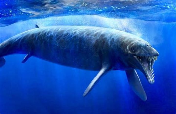 Basilosaurus
