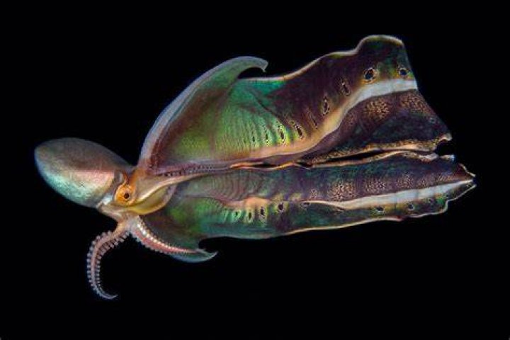 blanket-octopus