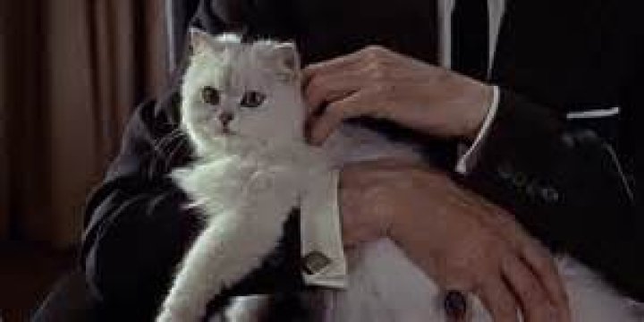 Blofeld stroking his white cat