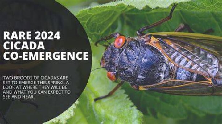 Cicadas to emerge in Southern, Midwest states in 2024