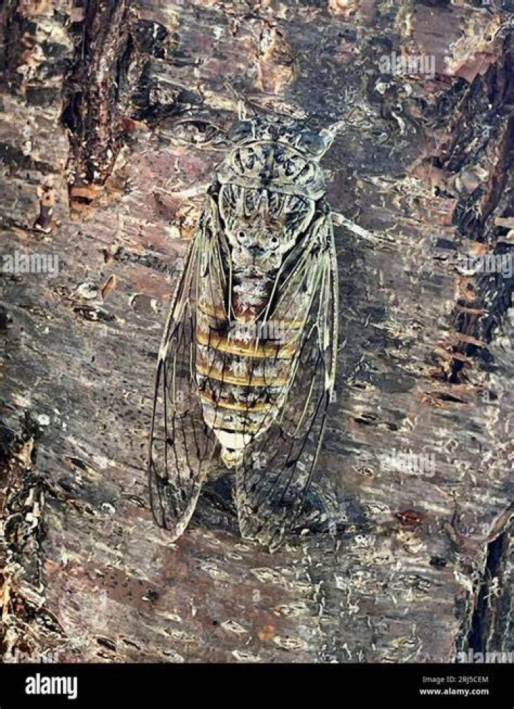 cicadas