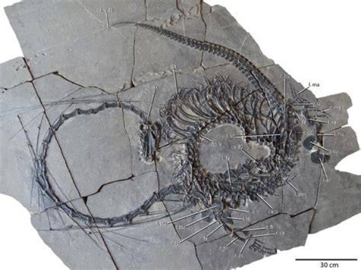 Dinocephalosaurus orientalis