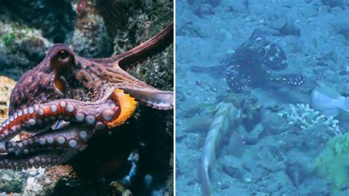 Footage of Octopuses Punching Fish Reveals the Ocean's Biggest Bullies