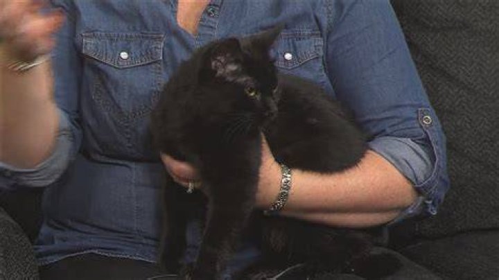 Furry Friends Friday | QC Paws 