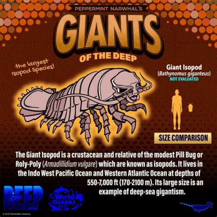 giant-isopod