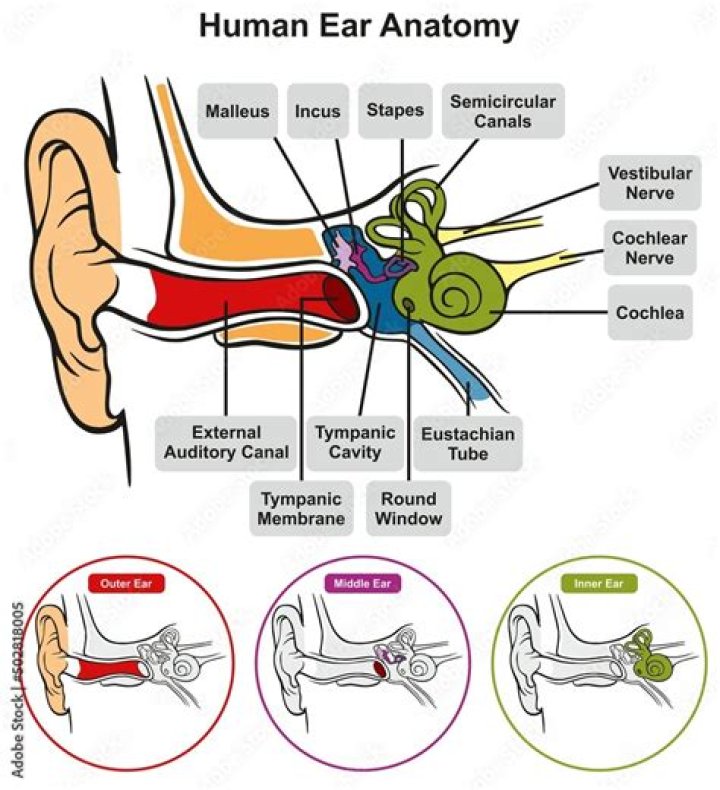Incredible illustration of how ears grow Awesome Robert de niro