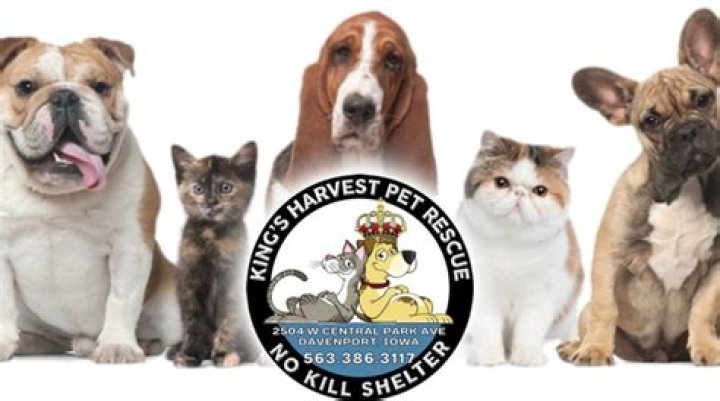 King’s Harvest needs volunteers to cuddle and comfort dogs during fireworks show