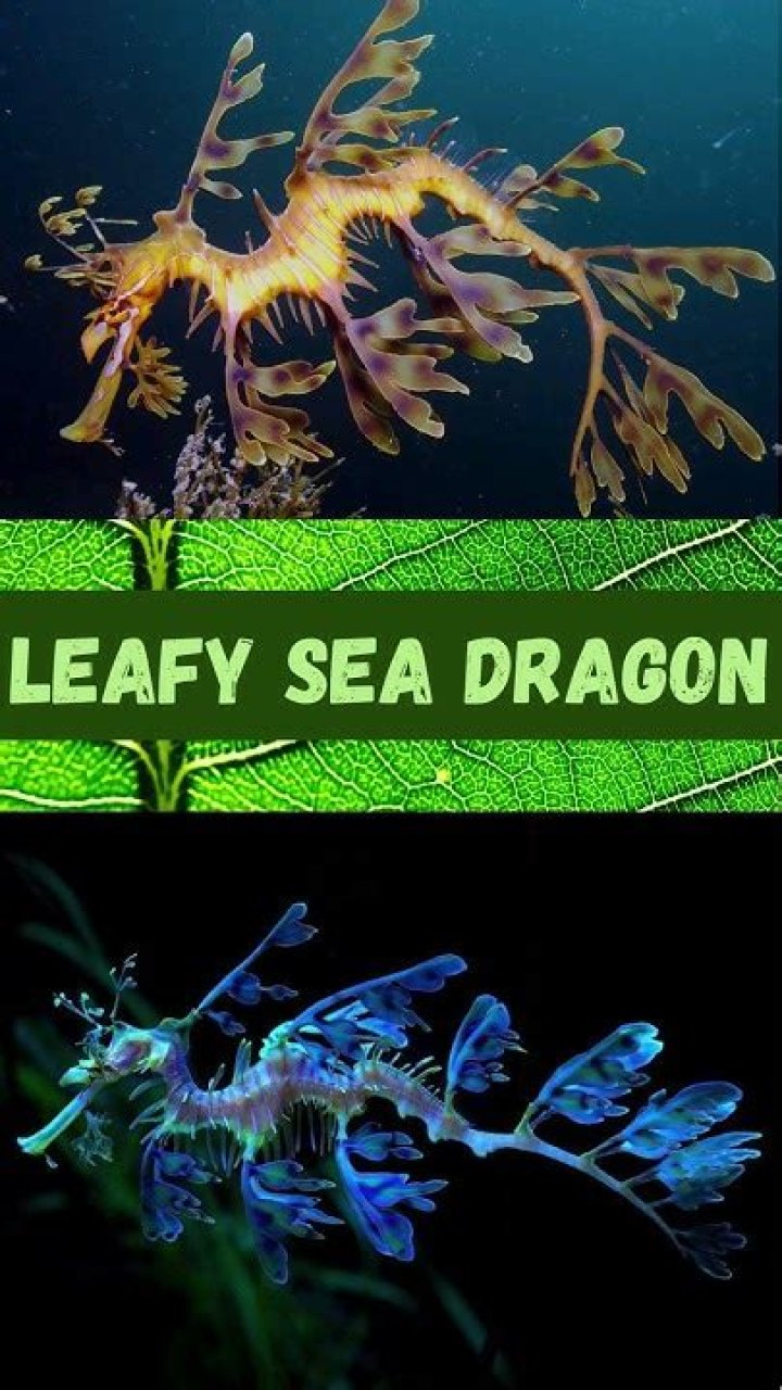 leafy-sea-dragon