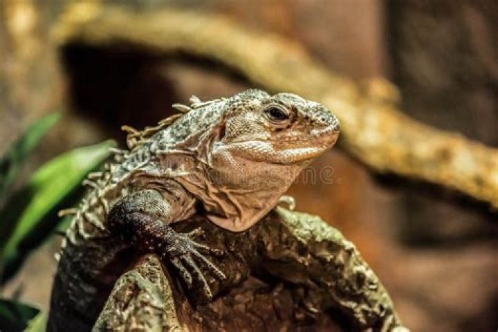 Lizard Of Singapore: The Fascinating World Of Singapore's Reptilian Residents