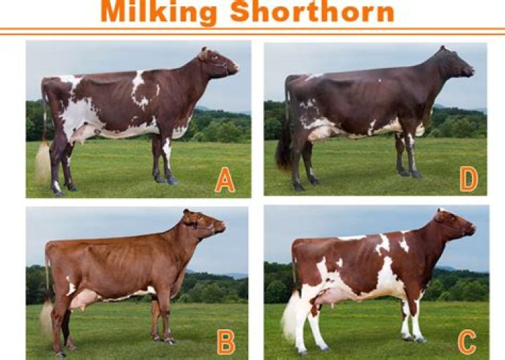 Milking shorthorns impress Iowa State Fair judges