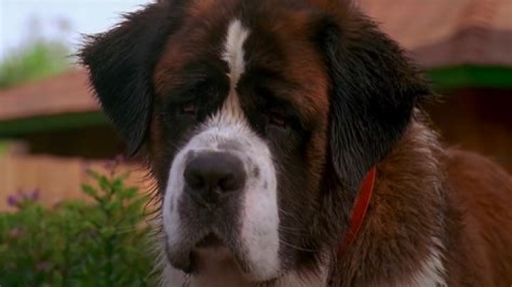 Movies With A Dog As A Main Character