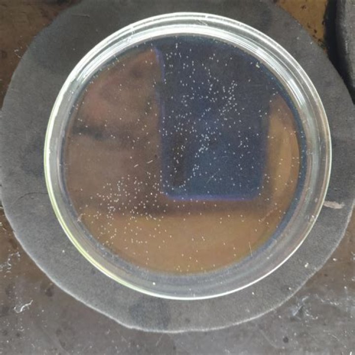 يرقة نوبليوس nauplius طور يظهر في مجموعة – تريندات 2024