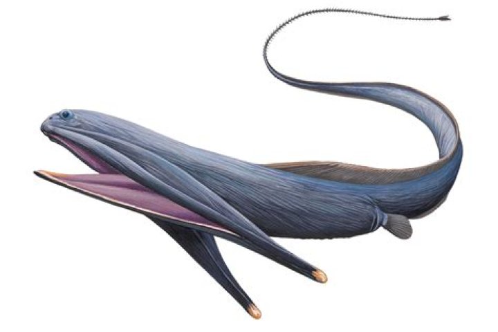 pelican-eel