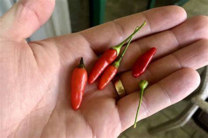Red Hot Chili Peppers ready to keep the funky party going after Rock