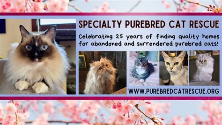 Sammy Specialty Purebred Cat Rescue