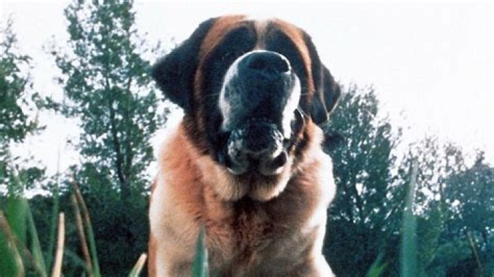 The Dark History Of Cujo