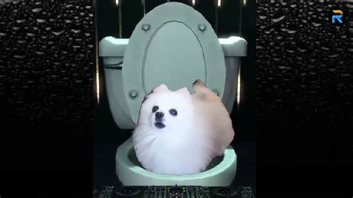 Unleashing The Fun: Exploring The World Of Imskirby Dog Videos