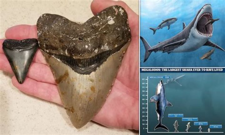 What Were Megalodons Like In Real Life?